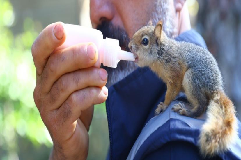 DOĞADAN KOPAN YAVRU MİNİKLER ŞEFKATLE BÜYÜTÜLÜYOR 