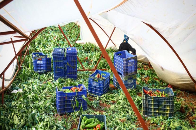 DOLU ZARARINA B.ŞEHİR DESTEĞİ