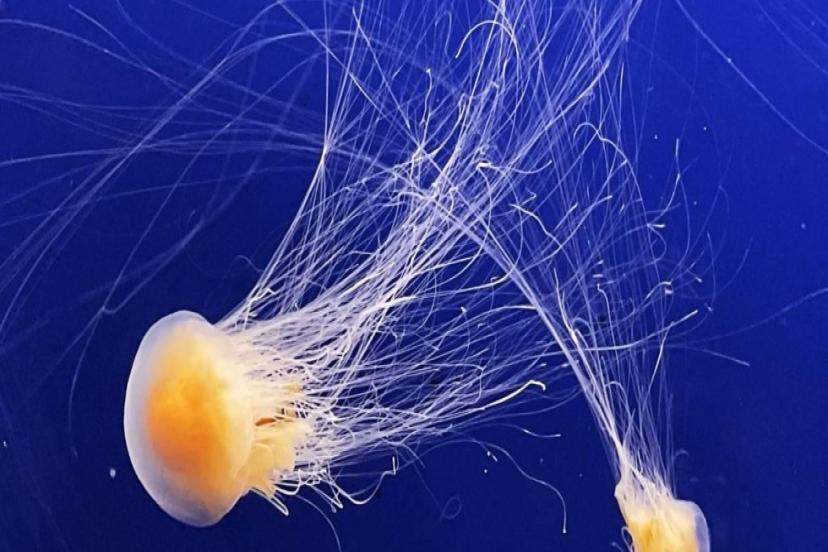 FRANSA'DA NÜKLEER DENİZANASI ALARMI