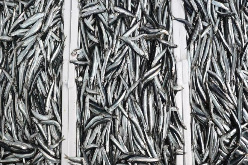 HAMSİDE UYGULANAN KOTA VERİMİ ARTIRDI