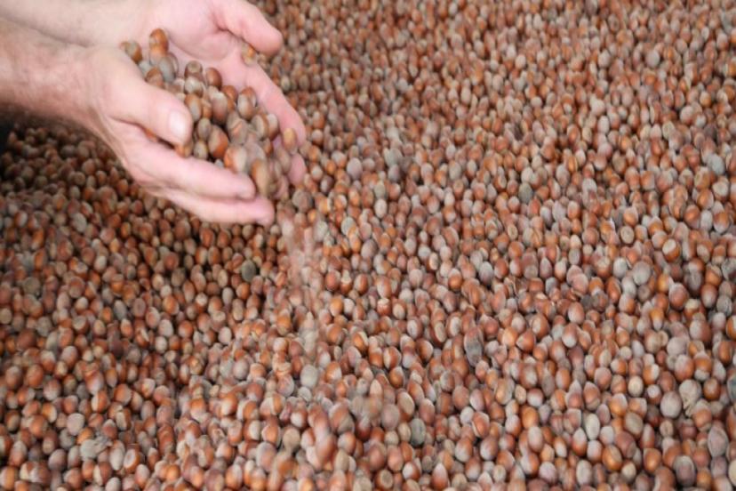 KARADENİZ'DE FINDIK İHRACATINDA ARTIŞ