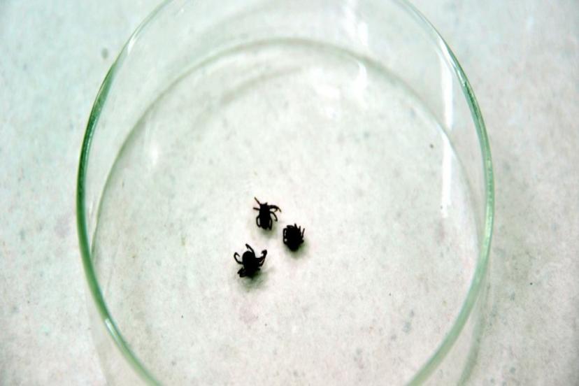 KENE BU SEFER GÜMÜŞHANE'DE CAN ALDI