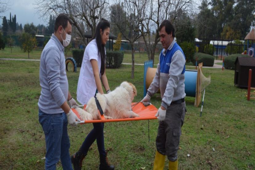 KONYAALTI BELEDİYESİ’NDEN  HAYVAN BAKIM VE HİJYEN EĞİTİMİ