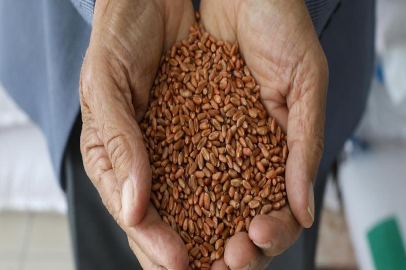 KORKUTELİLİ ÜRETİCİLERE 60 TON BUĞDAY DESTEĞİ