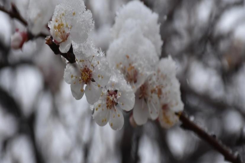 METEROLOJİDEN ZİRAİ DON UYARISI