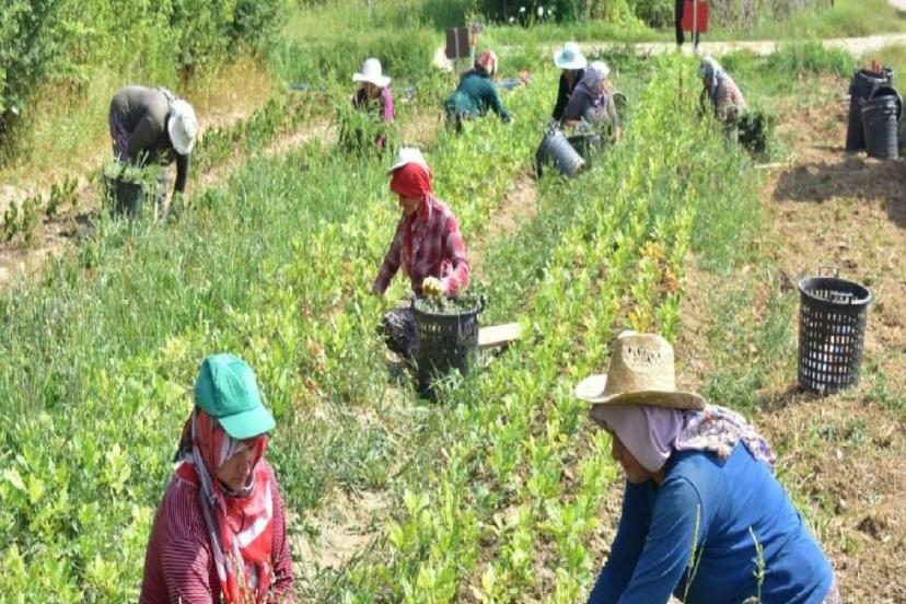 MEVSİMLİK TARIM İŞÇİLERİ İÇİN 25 MİLYON LİRA KAYNAKLI AYRILDI