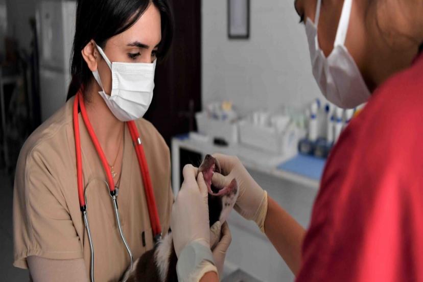 MİNİK PATİLERE SICAK YUVA 