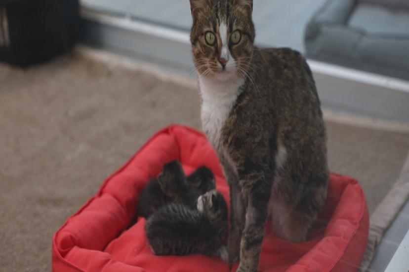 PETSHOP SAHİPLERİNE ÜCRETSİZ EĞİTİM 