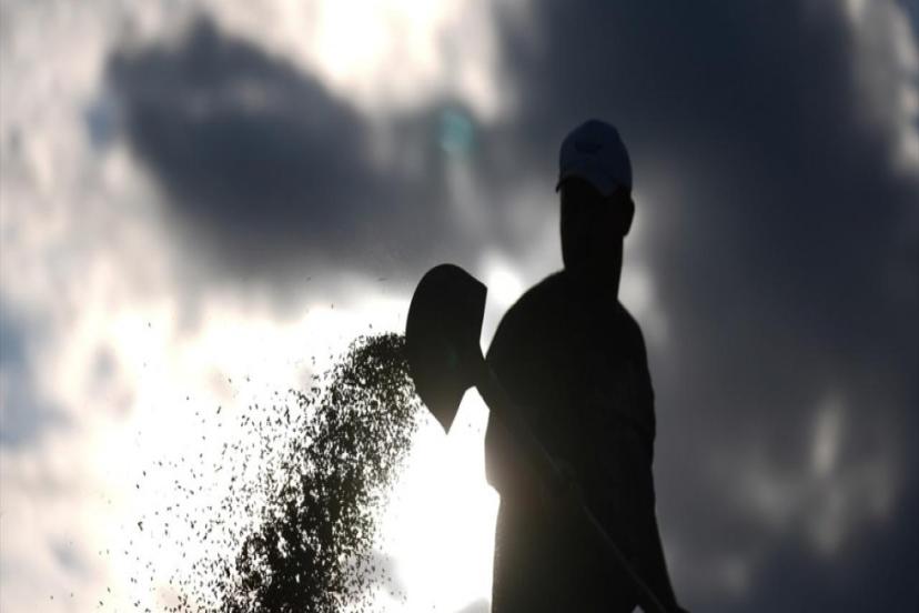 PRİNÇTE 988 BİN TON REKOLTE BEKLENİYOR