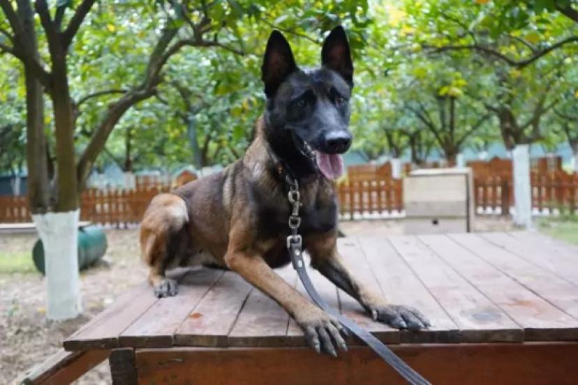 TİNA, ANTALYA’NIN İLK ENKAZDA CANLI ARAMA SERTİFİKALI KÖPEĞİ OLDU