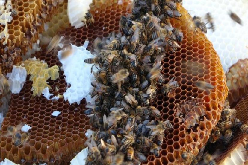 TÜRK BALI DÜNYA SOFRALARINDA: 46 ÜLKEYE İHRACAT