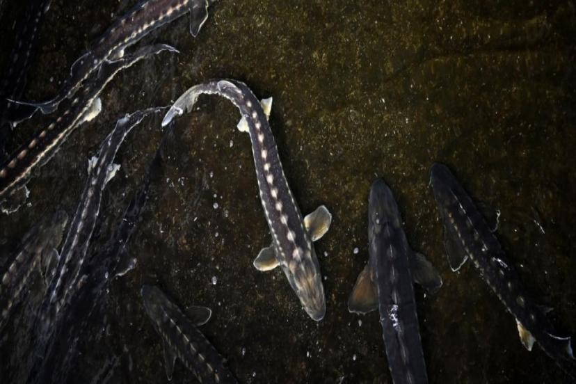 "TÜRK HAVYARI" DÜNYA PİYASASINDA OLACAK 