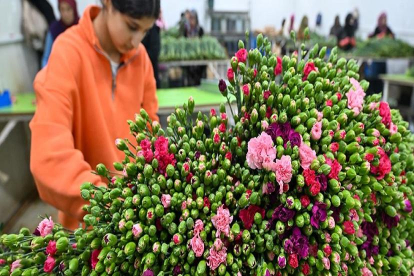 TÜRKİYE'DEN 141 MİLYON DOLARLIK ÇİÇEK İHRACATI