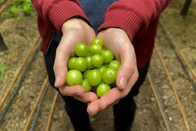 YURT DIŞINDAN GELEN TALEPLERE YETİŞMEYE ÇALIŞIYOR